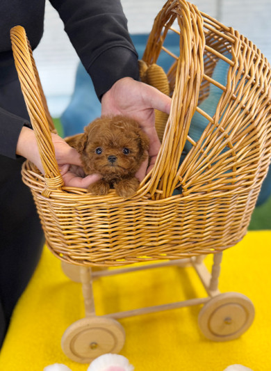 레드 토이 푸들 - 아치 (여아)