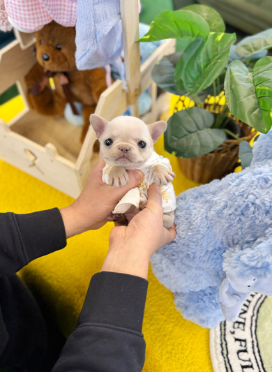 크림 프렌치 불독 - 버터 (여아)