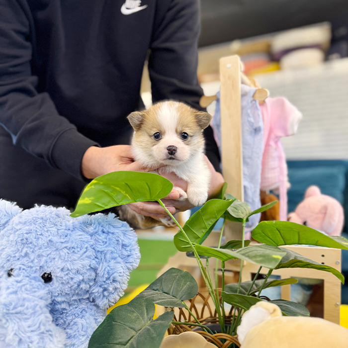 웰시코기 - 통통이 (왕자)