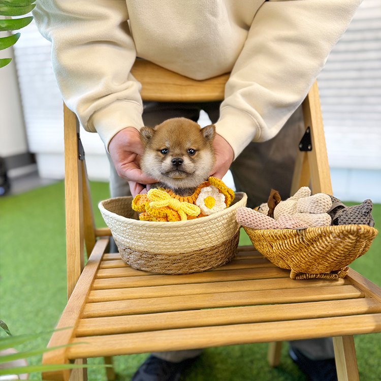 시바견 - 누키 (남아)