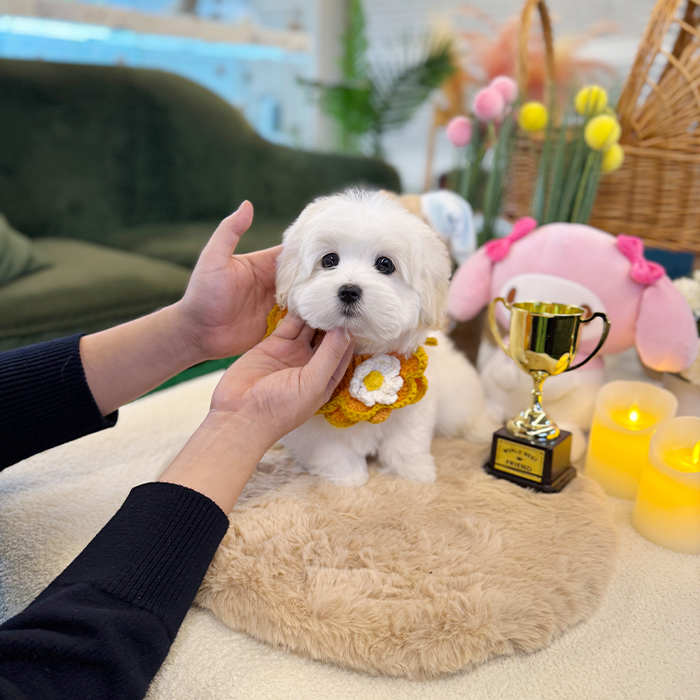 꼬똥 드 툴레아 - 뭉뿌 (여아)