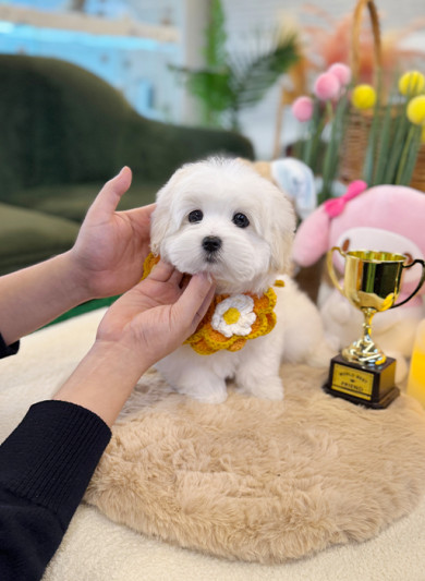 꼬똥 드 툴레아 - 뭉뿌 (여아)