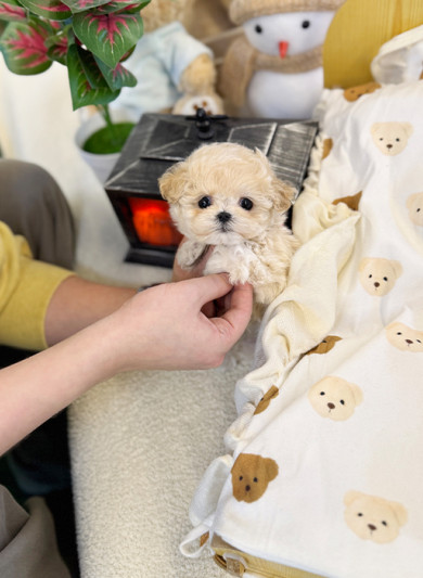 말티푸 - 인나 (여아)