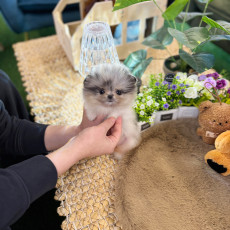 포메라니안 - 모찌 (여아)