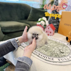 세이블 포메라니안 - 여니(남아)