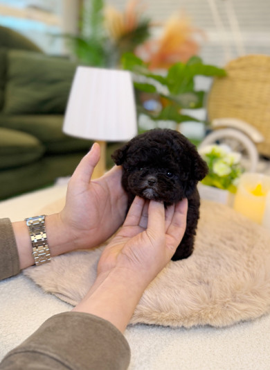 실버 토이푸들 - 버글(남아)