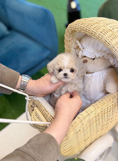 말티푸 - 깨루(남아)