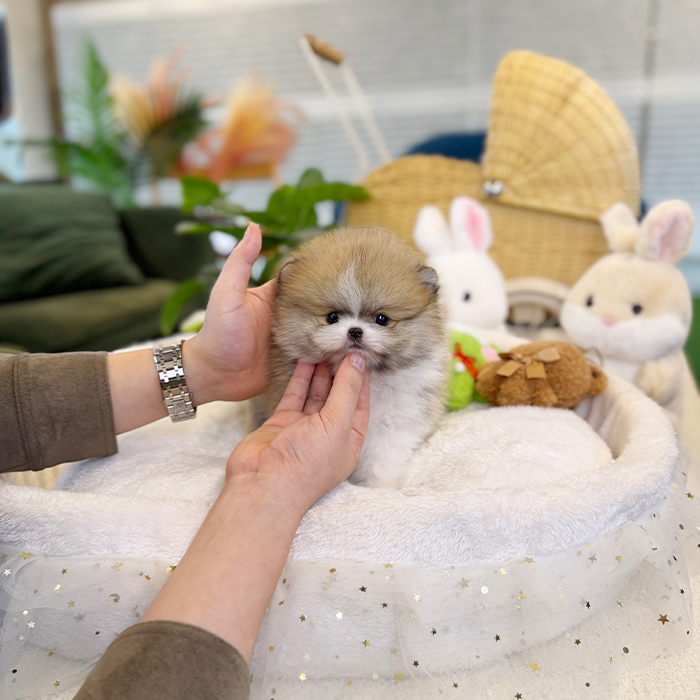 파티 포메라니안 - 토디(남아)