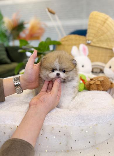 파티 포메라니안 - 토디(남아)