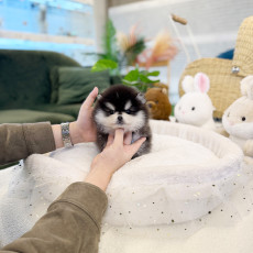 폼스키 - 앙금이 (남아)