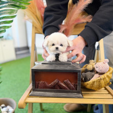 미니 비숑프리제 - 동글이 (남아)