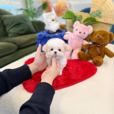 말티푸 - 연꽃이 (여아)