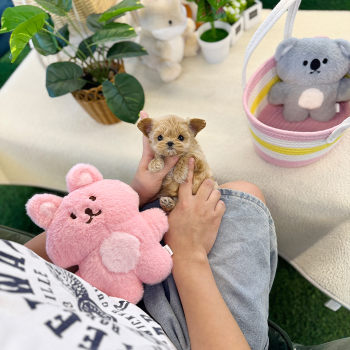 말티푸 - 쭈미 (여아)
