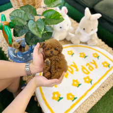레드 토이 푸들 - 쿠비 (여아)