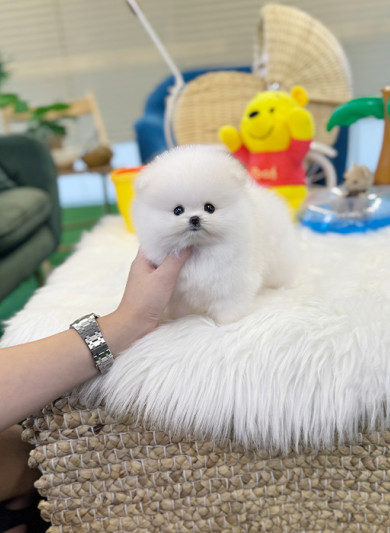 포메라니안 - 꽃봉이 (여아)