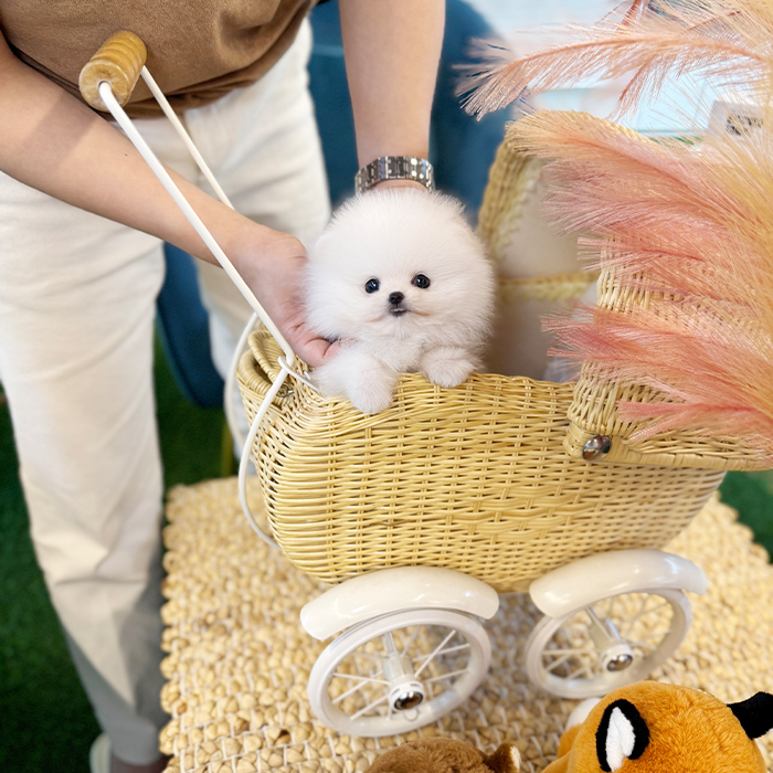 포메라니안 - 뭉차 (남아)