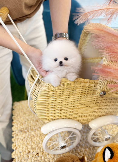 포메라니안 - 뭉차 (남아)