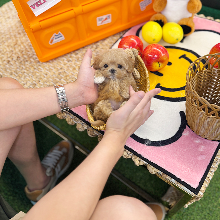 말티푸 - 이율 (여아)