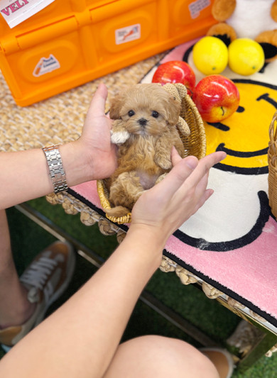 말티푸 - 이율 (여아)