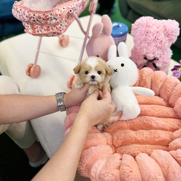 말티푸 - 팝이 (여아)