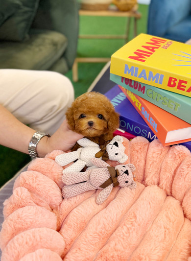 레드 토이푸들 - 디오 (남아)