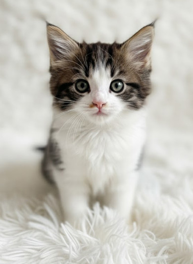 노르웨이 숲 - 노리 (남아)