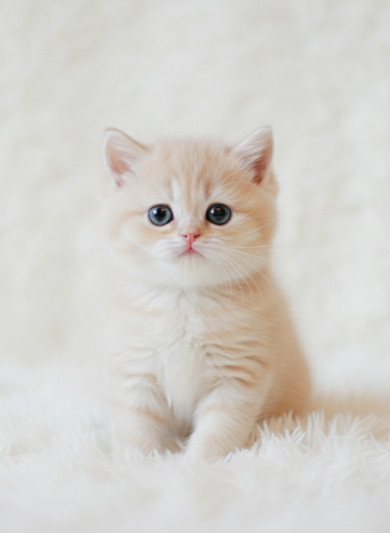 브리티쉬 숏헤어 - 로우 (여아)