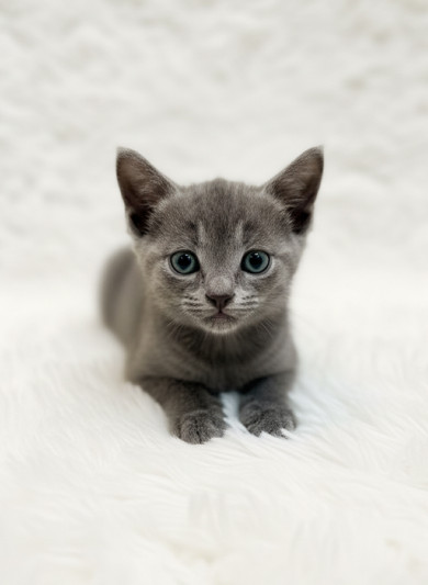 러시안블루 - 바꾸 (남아)