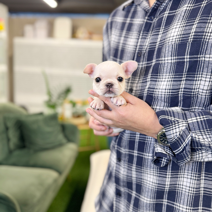 프렌치 불독 - 구찌 (남아)