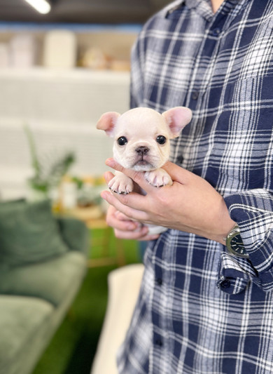 프렌치 불독 - 구찌 (남아)