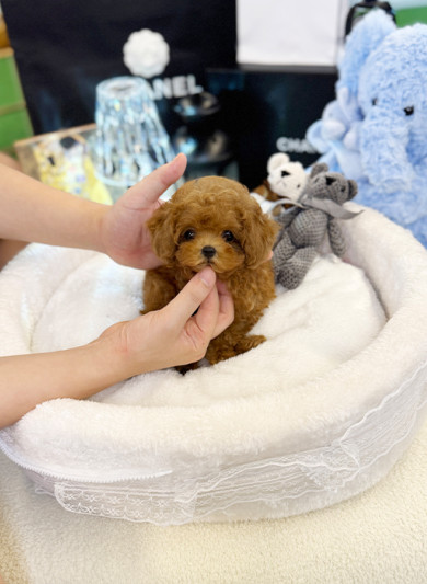 레드 토이푸들 - 빈이 (여아)