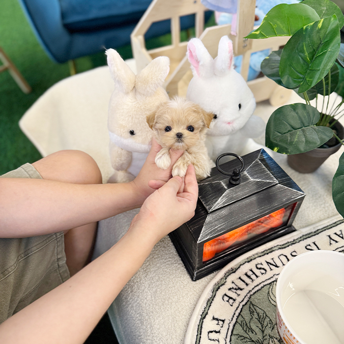 말티푸 - 커비 (여아)