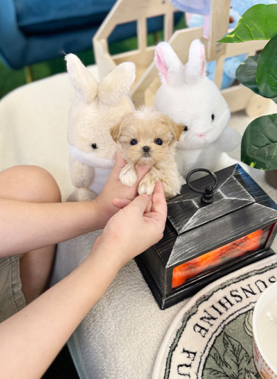 말티푸 - 커비 (여아)