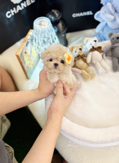 말티푸 - 피치 (여아)