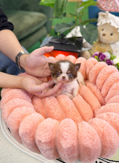 초코탄 장모치와와 - 우유 (남아)