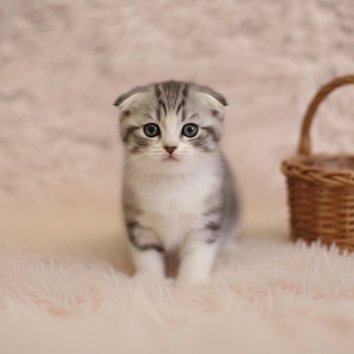 스코티쉬 폴드 - 마리 (여아)