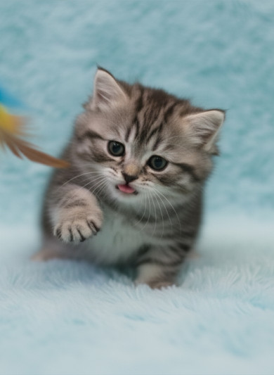 먼치킨 롱헤어 - 샤이니 (남아)