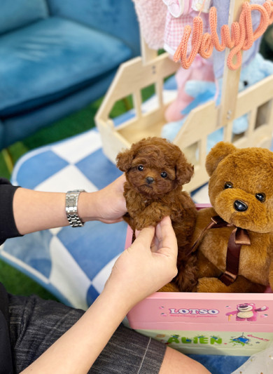 레드 토이푸들 - 낭만 (여아)