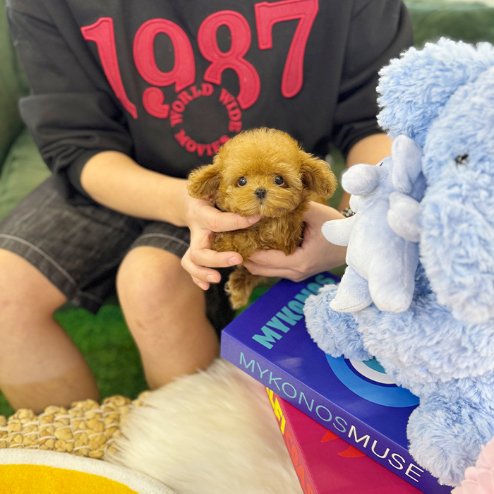 레드 토이푸들 - 딱이 (여아)