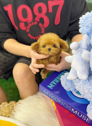 레드 토이푸들 - 딱이 (여아)