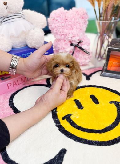 말티푸 - 루리 (여아)