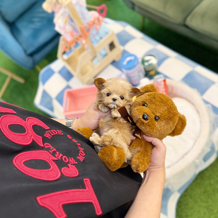 말티푸 - 베이 (여아)