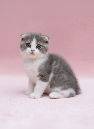 스코티쉬 폴드 - 세이 (남아)