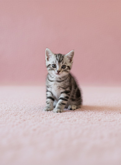 아메리칸 숏헤어 - 레오 (남아)