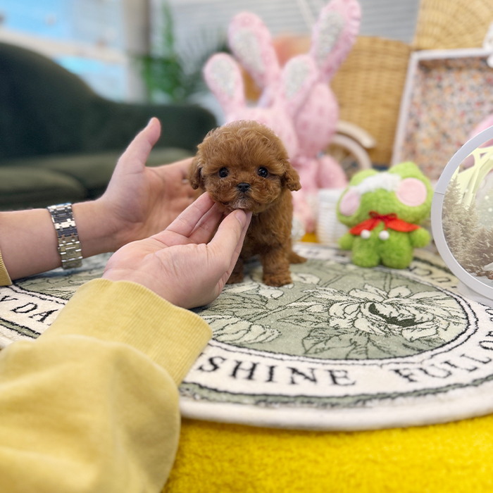 에푸리 토이 푸들 - 크로 (여아)