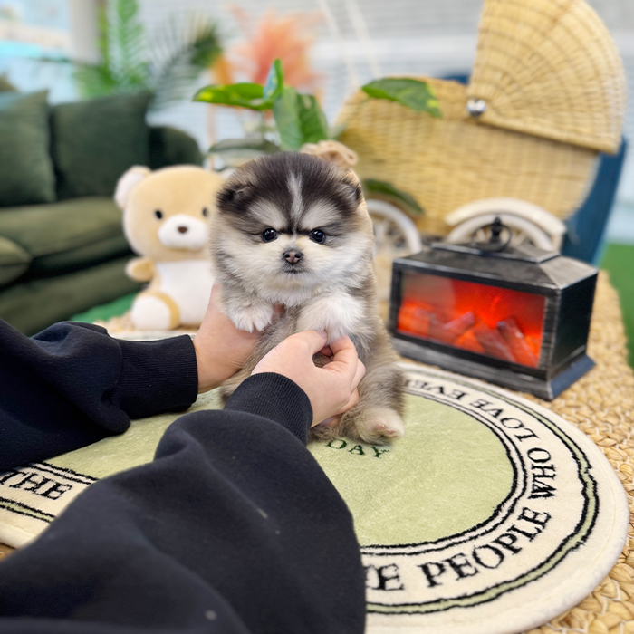 폼스키 - 루트 (남아)