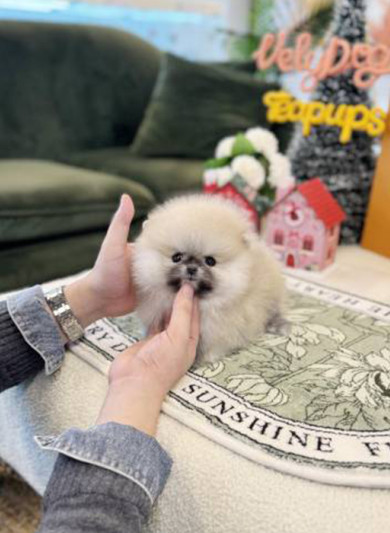 세이블 포메라니안 - 여니(남아)