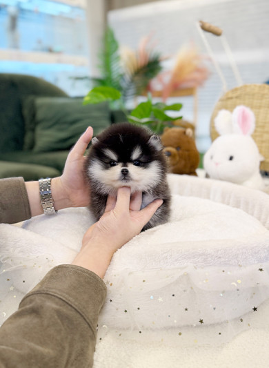 폼스키 - 앙금이 (남아)