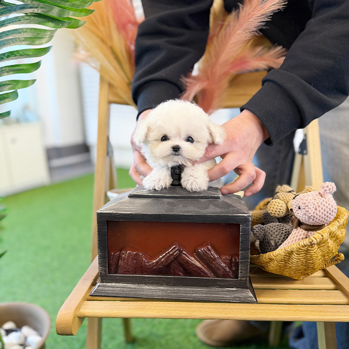 미니 비숑프리제 - 동글이 (남아)