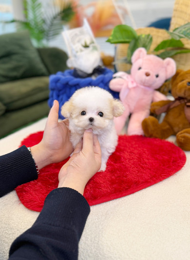 말티푸 - 연꽃이 (여아)